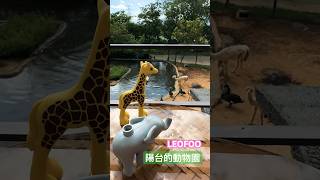 《小小景點》在陽台看動物園的動物是長頸鹿大象#zoo #animals