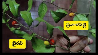 ప్రవాళవల్లి || భైరవి || పార్ట్ -1 || pravaalavalli || bairavi || part-1 || Shri DeviDas Garu ||