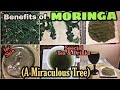 MORINGA  BENIFITS /HOW  TO  MAKE  MORINGA  POWDER