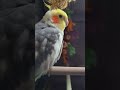 When Cockatiel Baby Calls You Back..🥹❤️🥹❤️🥹👍❤️ #asmr #pickNgift