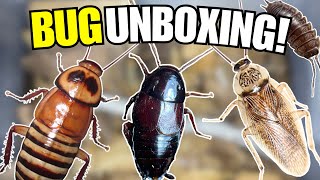 BIG Bug Unboxing! Zebra Roaches, Isopods, and More!