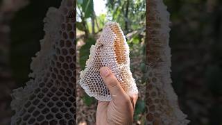 സീസണിൽ വലിയ അട ഉണ്ടാക്കി തേനീച്ചകൾ 🐝 #beekeeping #farming #honey #satisfying #shorts