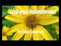 Native Wildflower Spotlight: The False Sunflower, Heliopsis helianthoides