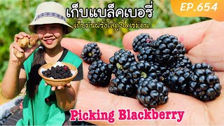 เก็บแบล็คเบอรี่ฟรีหลังบ้าน เก็บส่งท้ายก่อนจะหมด (Eng/Sub) Picking Blackberries EP.654/แขมรอินเตอร์