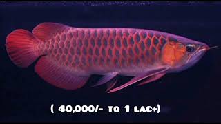 Top 10 Arowana  fish price (2)