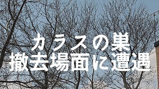 ちょっと切なくなるカラスの巣の撤去シーン