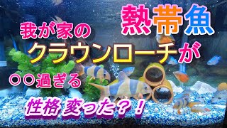 【熱帯魚】クラウンローチが面白い！臆病な熱帯魚で知られるクラウンローチですが、我が家の三匹はとっても行動的になったんですよ。その原因は水温でしょうか？