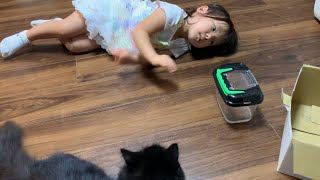 迷惑なプレゼントを持ってくる猫　ラガマフィン　Cats bringing annoying gifts