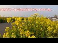 江戸川土手の菜の花「流山の花咲か爺」の実話