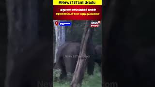 Muthumalai | முதுமலை வனப்பகுதியில் தாயின் அரவணைப்புடன் உலா வந்த குட்டியானை | Elephant | N18S