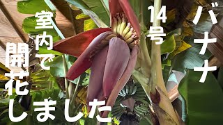 令和6年12月4日14号バナナ開花しました　鉢植え　ドワーフナムワ