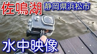 【浜松市】佐鳴湖の釣り場ポイント紹介と水中映像！うなぎもワンチャンあるよ