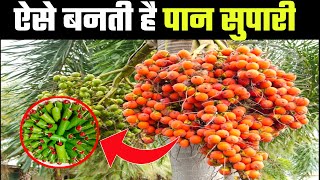 देखिए सुपारी कैसे बनाई जाती है | supari kaise banta hai | areca nut | betel nut @Wanted_TV supari