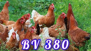 BV 380 கோழி  |  BV 380 Chicken Breed