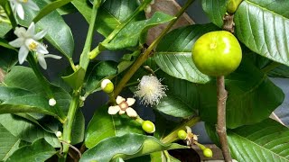 frutíferas produzindo a partir de 16,00 reais em Niterói RJ