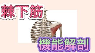 【解剖学】棘下筋　機能解剖