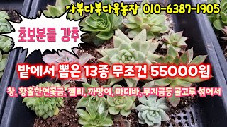 💥 밭에서 종류별로 뽑아서 골고루 13종을 무조건 55000원에 보내드려요 초보분들께는 정말 좋은소식 이예요 어서 오세요~^^ #다복다복다육농장 #succulentplant