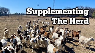 Supplementing the Herd - Preparing for Kidding