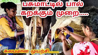 பசுமாட்டில் பால் கறக்கும் முறை | How to Milking in Jersey cow in Tamil #Jerseycow #cow #dairyfarming