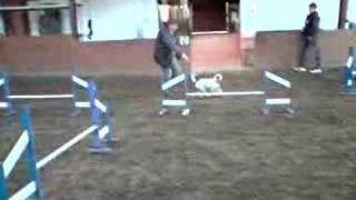 Molly agility training