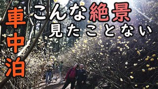 【 車中泊の旅 】絶景のミツマタ群生に感激/アラフィフ夫婦の全国制覇旅