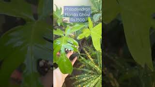 Sold-Philodendron Florida Ghost for sale #foryou #philodendron #florida #ghost #indoorplants #shorts