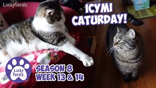 ICYMI Caturday! Lucky Ferals Season 8 Weeks 13 \u0026 14 - Cat Vlog