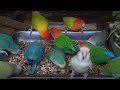 Peach-faced lovebirds Aviary: January 2024 [LOVEBIRD TV]