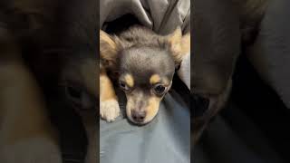 朝は眠いくん #Shorts #子犬 #puppy #犬 #dog #チワワ #chihuahua #パピヨン #papillon #かわいい #kawaii #cute #ブルータン #チワパピ