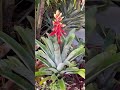 How do you like this bromeliad?  #shorts