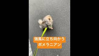 強風に立ち向かうポメラニアン#ペット #ポメラニアン #犬 #動物 #強風オールバック #強風