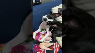 Boston terrier tilting its head