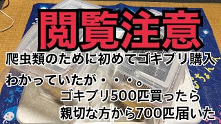 【閲覧注意】500匹のゴキブリってヤバい