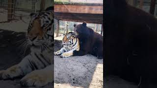 Bear And Tiger Best Friends, AMAZINGLY ADORABLE