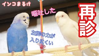 インコの再診に行ってきました〜嘔吐したえりちゃん・左脚に力が入りにくいぽぴ〜　【セキセイインコ】　Budgerigar.