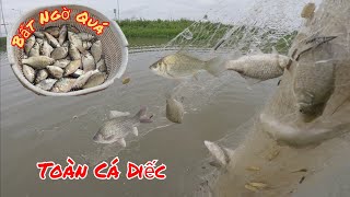 Không Ngờ Giữa Cánh Đồng Gần Khu Đô Thị Lại Nhiều Cá Diếc Đến Vậy / HIỆP CUỘI TV