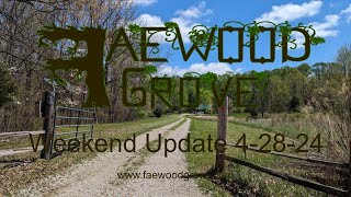 Faewood Grove Weekend Update 4/28/24