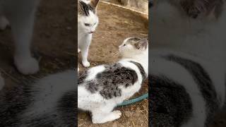 Kedimiz de bi değişik arkadaş 🙈🙈🙈 #shortvideo #farming #animals #keşfet #farm #kedi #cat #cats