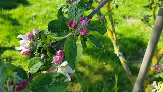 แอปเปิ้ลแคระ ต้นเล็กๆ แต่เจ๋งมาก #apple #tree #garden #beautiful #germany #rl I EP. 76