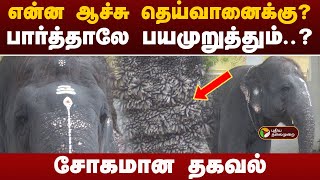 என்ன ஆச்சு தெய்வானைக்கு? சோகமான தகவல்! | Deivanaielephant | Thiruchendur Temple  elephant