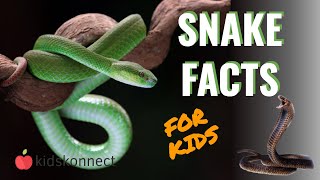 Snake Facts For Kids