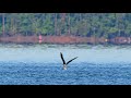 osprey hunting fish jordan lake 4k nikon z6