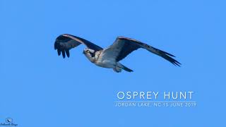 Osprey Hunting Fish Jordan Lake - 4K Nikon Z6