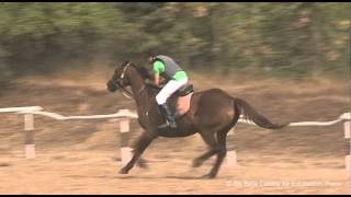 Horse Riding Facility at BK Birla Center For Education, Pune