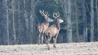 JELENIE Dwa byki cz. 2. Zwierzęta / Deer