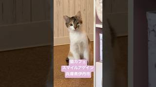 【猫カフェ】スマイルアゲイン / 子猫のメリーちゃん 里親募集中です 250225 #子猫 #保護猫 #里親様募集中