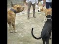 Pakistani bully vs pitbull