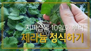 지피삽목 10일후 뿌리보기 / 제라늄 삽목 정식하기