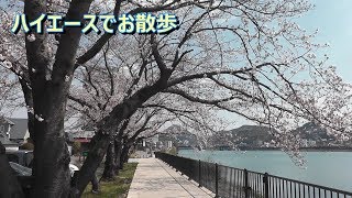 #017 ハイエースで散歩、木曽川・犬山、桜の開花