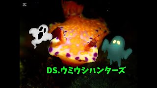 DIVING SHOPウミウシハンターズ 20241220② 城ヶ島水域のウミウシ